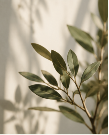 Sunlit olive branches casting soft shadows on a warm wall.